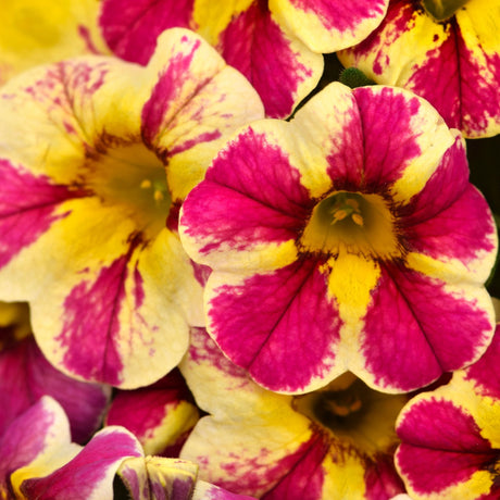 Calibrachoa (Petunie) Candy Bouquet, ghiveci de 1L si ?12cm