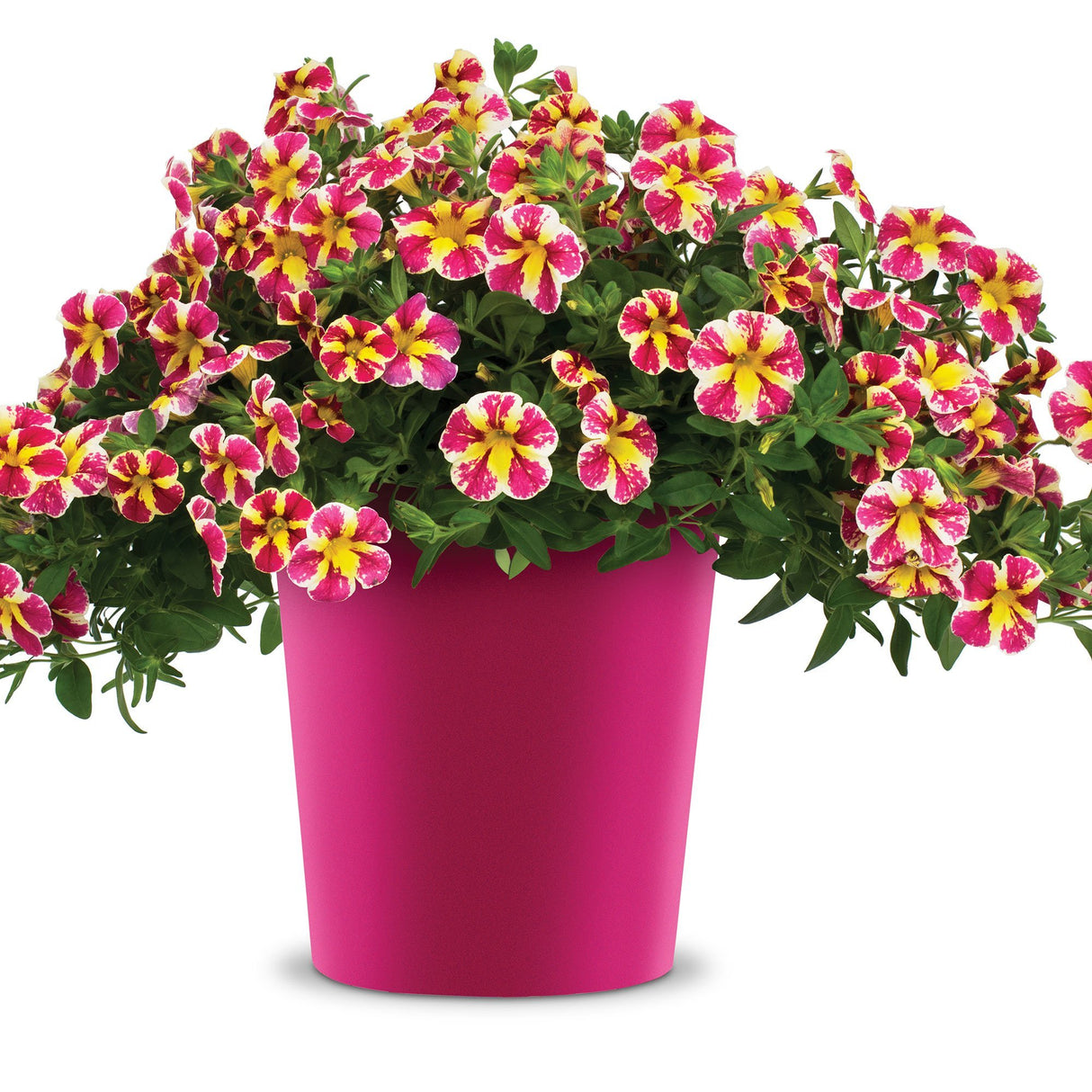 Calibrachoa (Petunie) Candy Bouquet, ghiveci de 1L si ?12cm