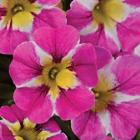 Calibrachoa (Petunie) Candy Crush