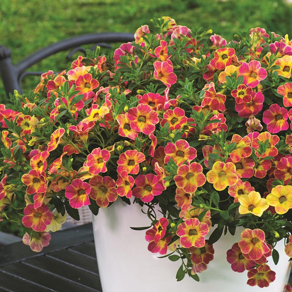 Calibrachoa (Petunie) Chameleon® Sunshine Berry, ghiveci de 1L si ?12cm