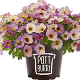 Calibrachoa (Petunie) Chameleon® Sunshine Berry, ghiveci de 1L si ?12cm