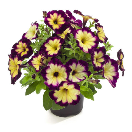 Calibrachoa (Petunie) Crazytunia Moonstruck