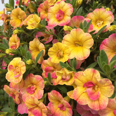 Calibrachoa (Petunie) Chameleon® Double Pink Yellow