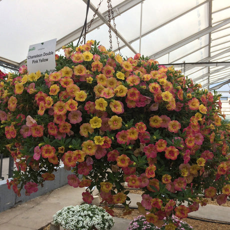 Calibrachoa (Petunie) Chameleon® Double Pink Yellow