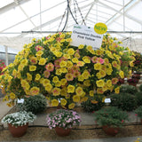 Calibrachoa (Petunie) Chameleon® Double Pink Yellow, ghiveci de 1L si ?12cm