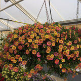 Calibrachoa (Petunie) Chameleon® Double Pink Yellow, ghiveci de 1L si ?12cm