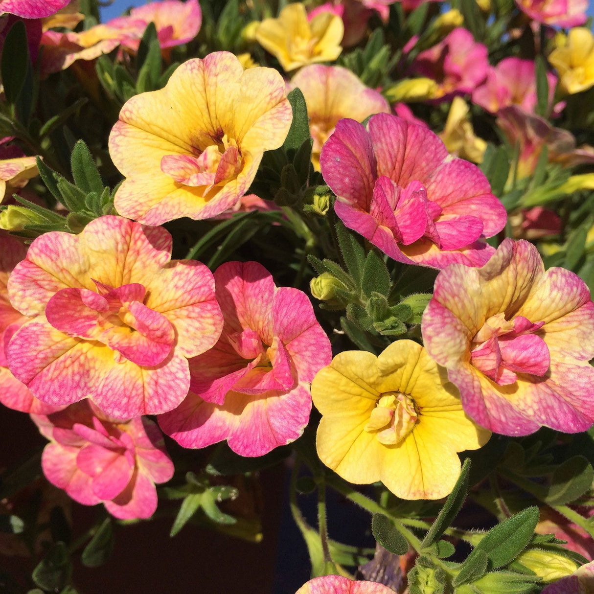 Calibrachoa (Petunie) Chameleon® Double Pink Yellow, ghiveci de 1L si ?12cm