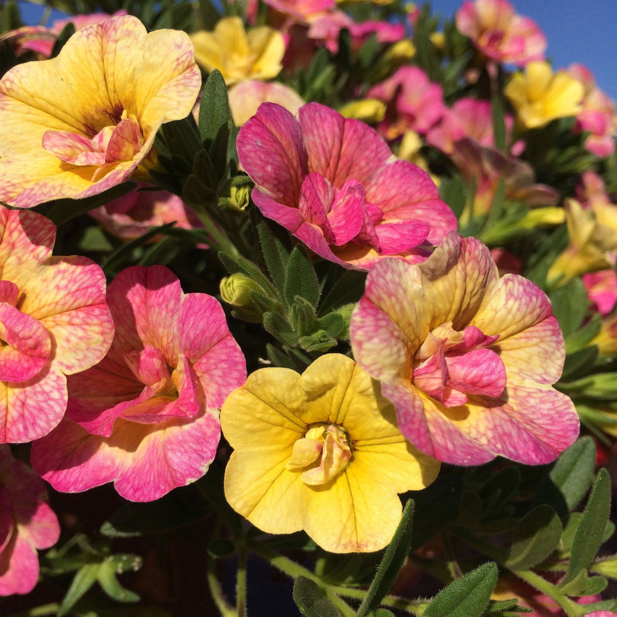 Calibrachoa (Petunie) Chameleon® Double Pink Yellow, ghiveci de 1L si ?12cm