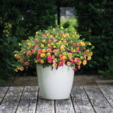 Calibrachoa (Petunie) Chameleon® Double Pink Yellow, ghiveci de 1L si ?12cm