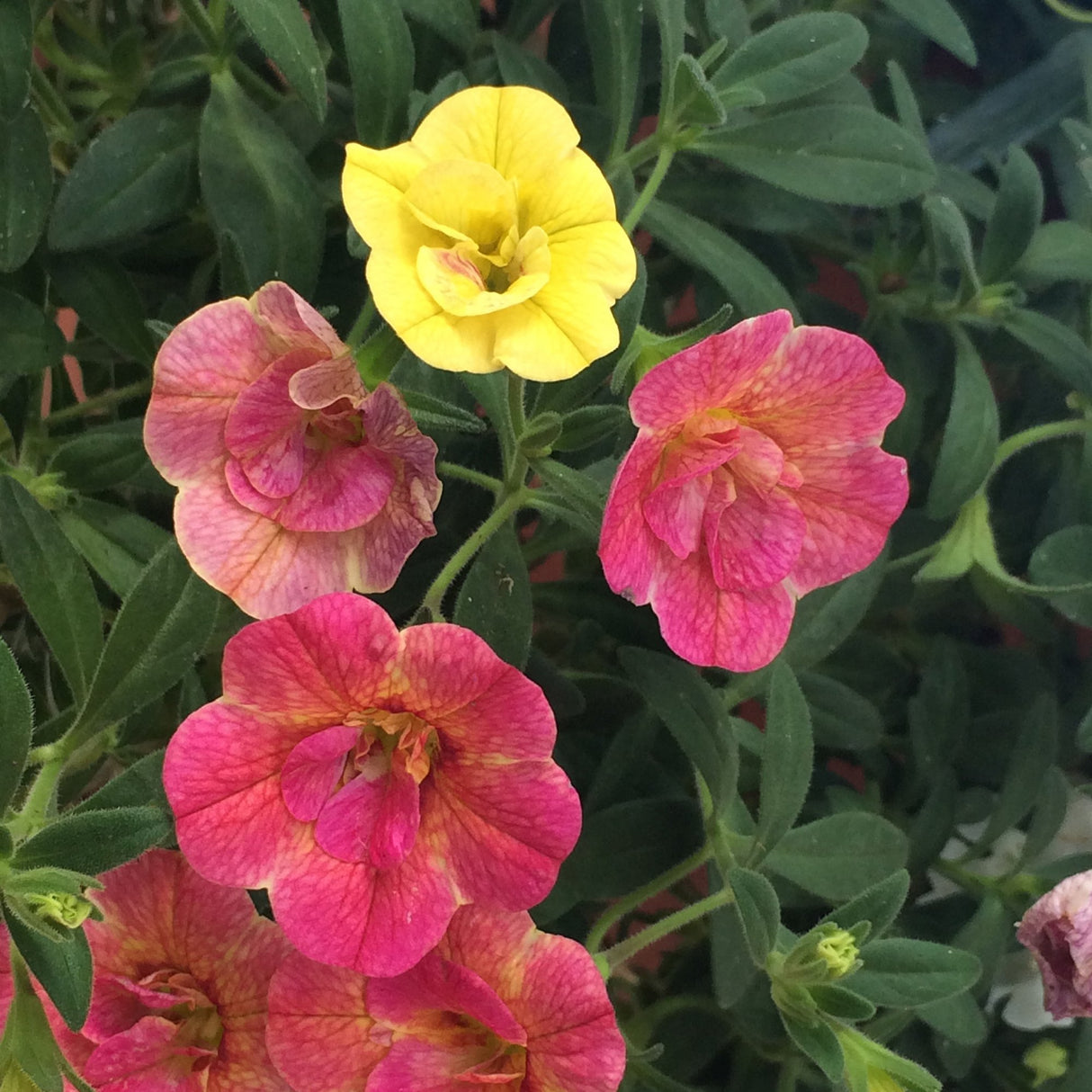 Calibrachoa (Petunie) Chameleon® Double Pink Yellow, ghiveci de 1L si ?12cm