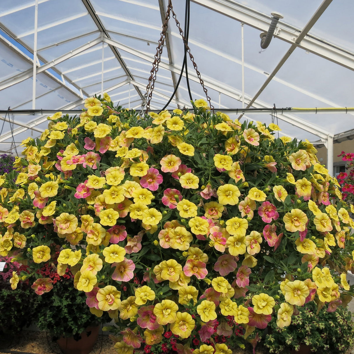 Calibrachoa (Petunie) Chameleon® Double Pink Yellow, ghiveci de 1L si ?12cm