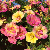 Calibrachoa (Petunie) Chameleon® Double Pink Yellow, ghiveci de 1L si ?12cm