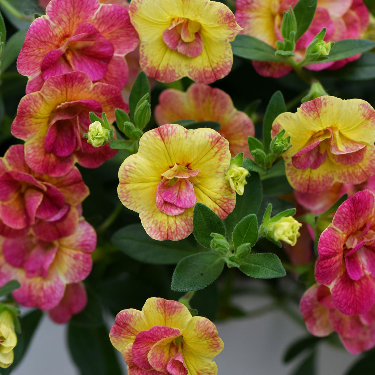 Calibrachoa (Petunie) Chameleon® Double Pink Yellow, ghiveci de 1L si ?12cm