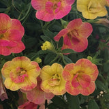 Calibrachoa (Petunie) Chameleon® Double Pink Yellow, ghiveci de 1L si ?12cm