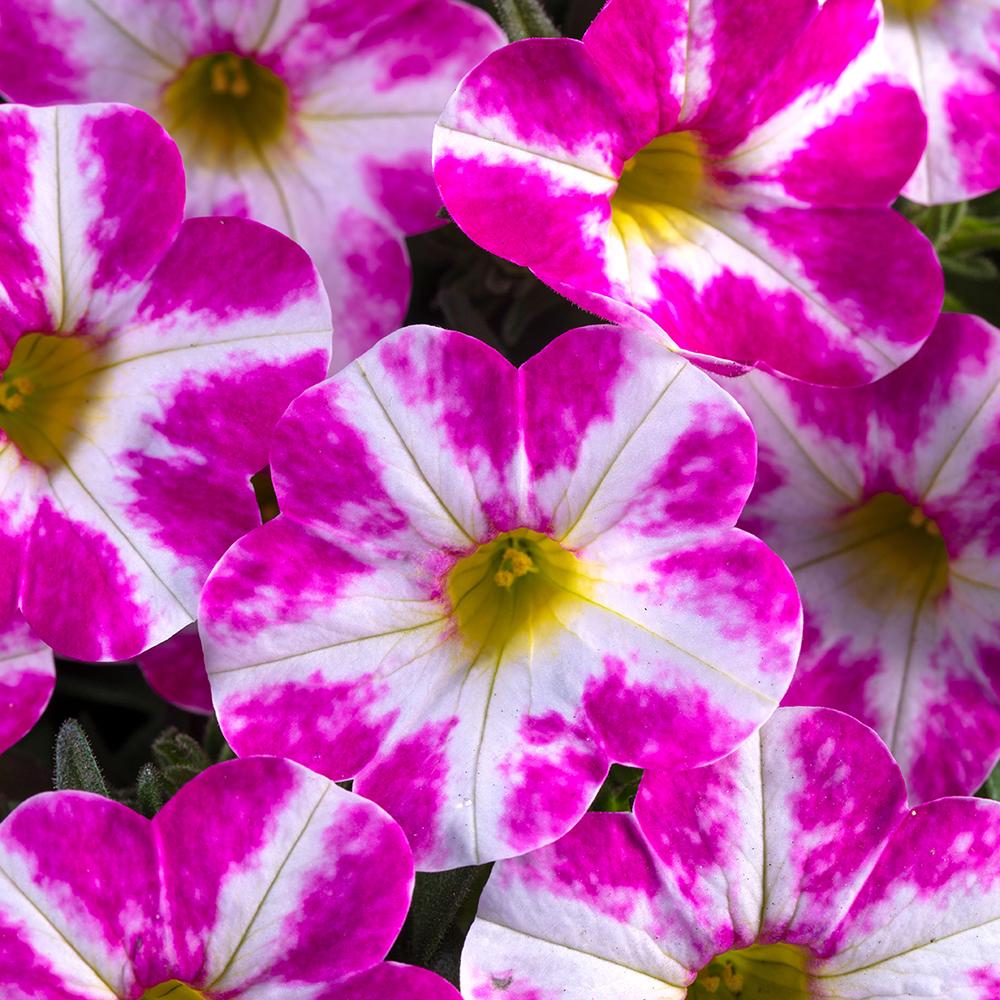 Calibrachoa (Petunie) Chameleon® Milky Pink, ghiveci de 1L si ?12cm