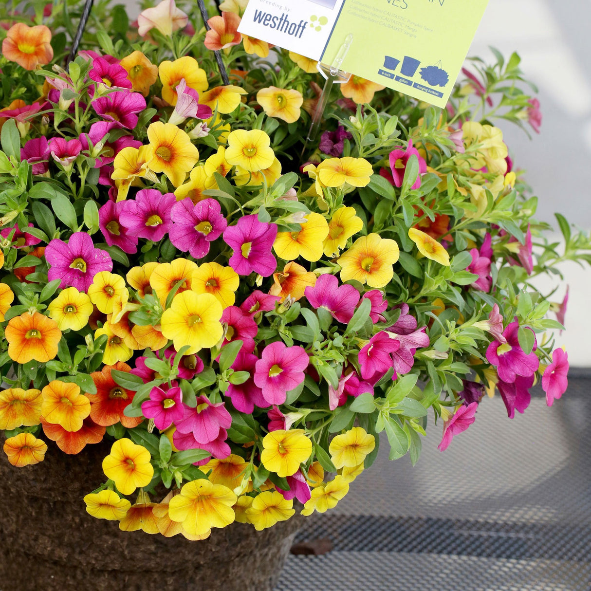 Calibrachoa (Petunie) Mix Karneval - Tropical, ghiveci de 1L si ?12cm