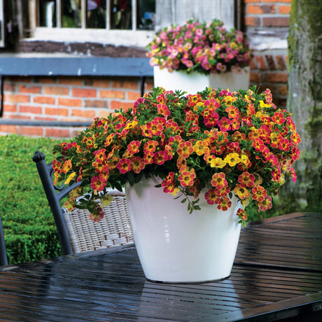 Calibrachoa (Petunie) Chameleon® Sunshine Berry