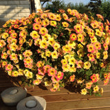 Calibrachoa (Petunie) Chameleon® Sunshine Berry, ghiveci de 1L si ?12cm