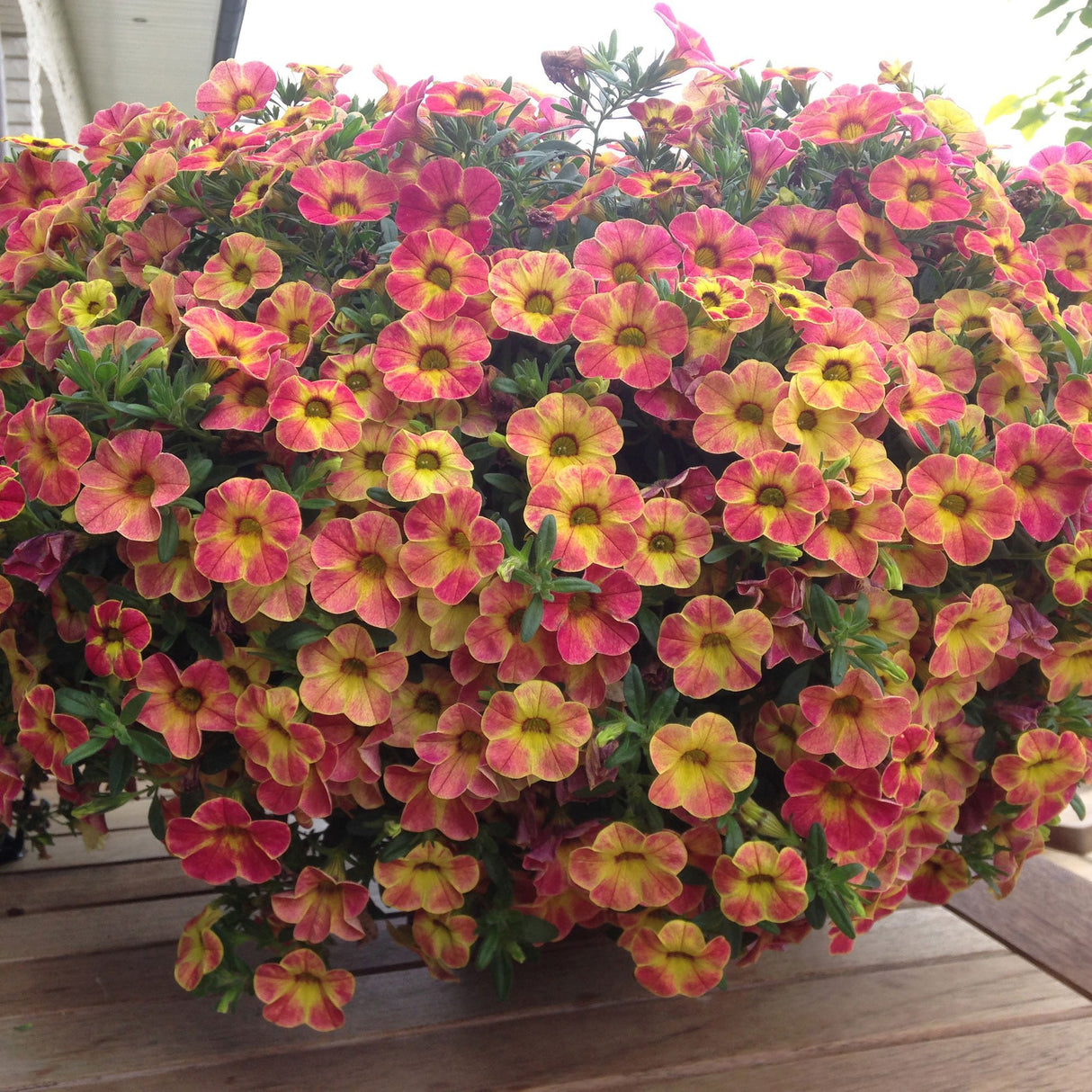 Calibrachoa (Petunie) Chameleon® Sunshine Berry, ghiveci de 1L si ?12cm