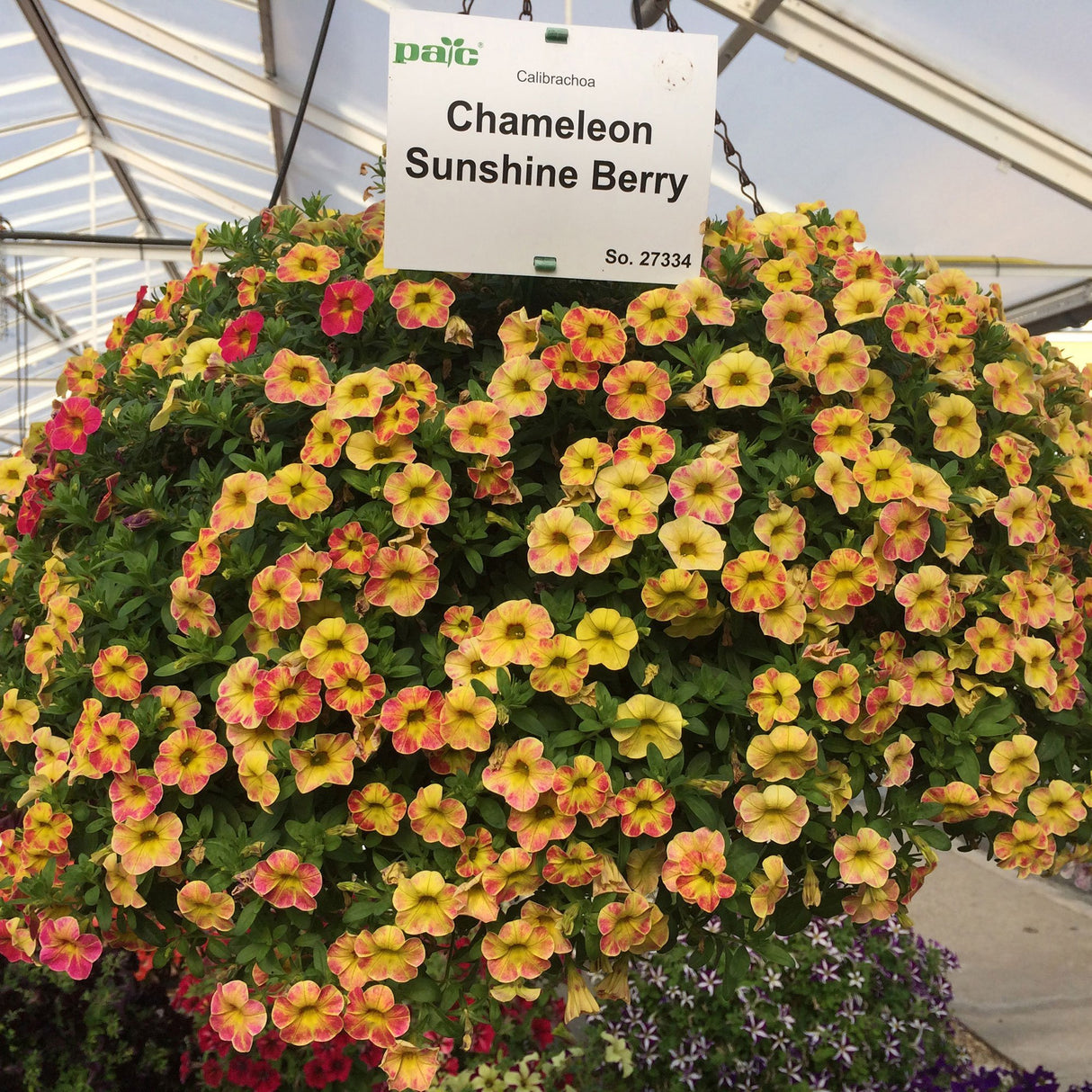 Calibrachoa (Petunie) Chameleon® Sunshine Berry, ghiveci de 1L si ?12cm