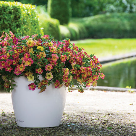 Calibrachoa (Petunie) Chameleon® Sunshine Berry