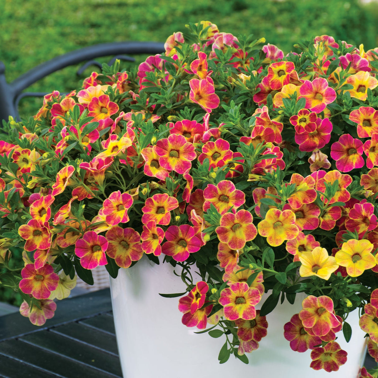 Calibrachoa (Petunie) Chameleon® Sunshine Berry, ghiveci de 1L si ?12cm