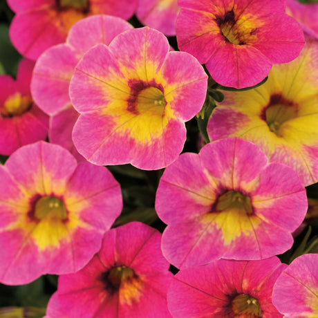 Calibrachoa (Petunie) Chameleon® Tart Deco