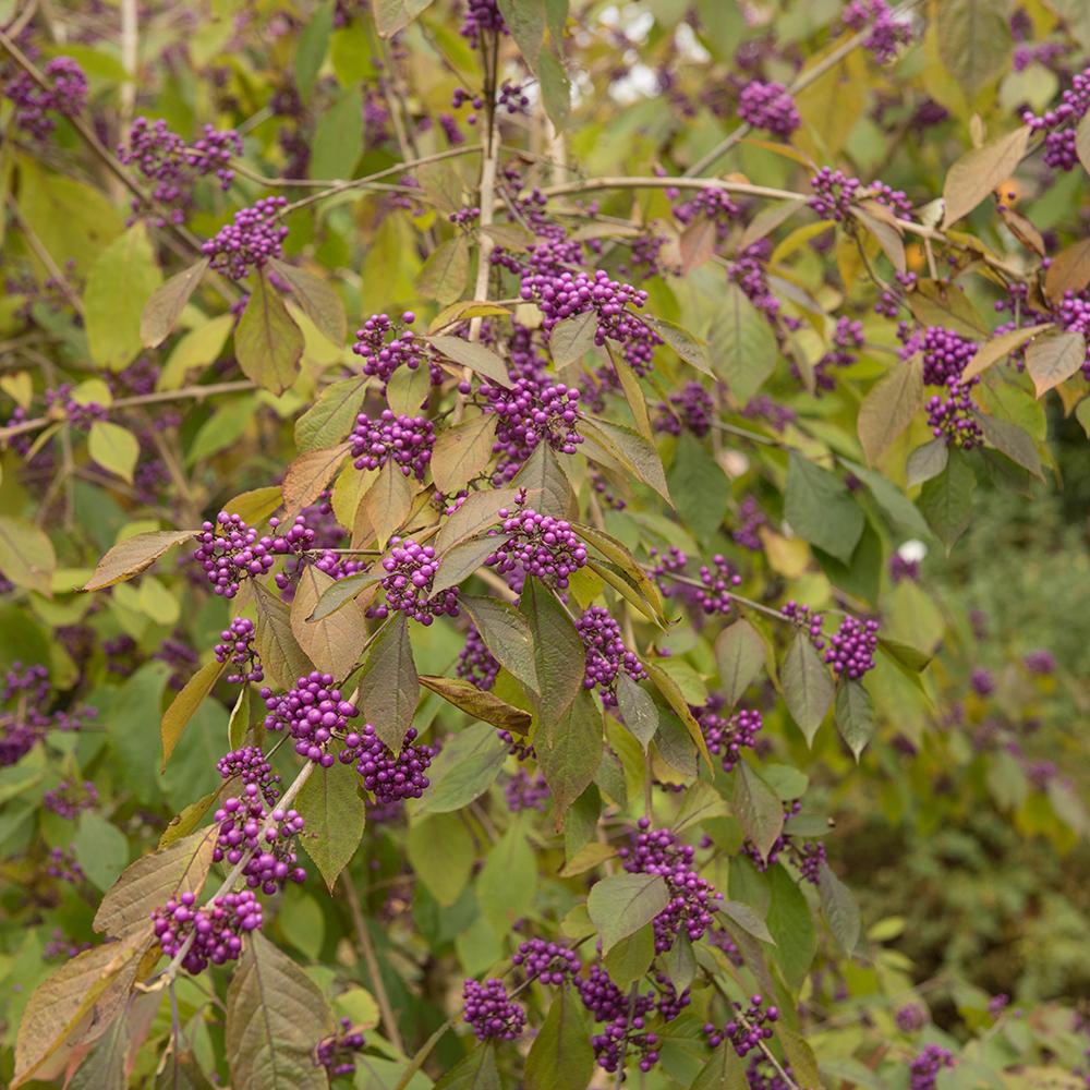 Black Friday - Reduceri Callicarpa Bodinieri Profusion Promotie