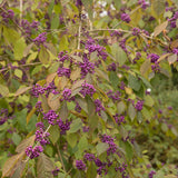 Callicarpa bodinieri Profusion, 50-60 cm inaltime, in ghiveci de 4.5L