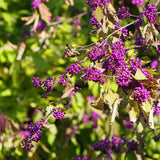 Callicarpa bodinieri Profusion, 50-60 cm inaltime, in ghiveci de 4.5L