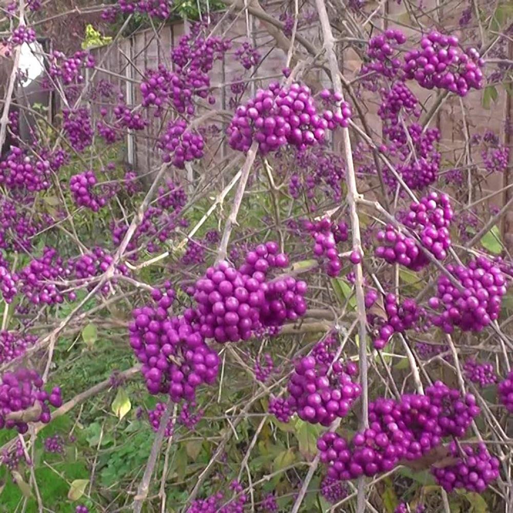 Callicarpa bodinieri Profusion, 50-60 cm inaltime, in ghiveci de 4.5L