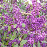 Callicarpa bodinieri Profusion, 50-60 cm inaltime, in ghiveci de 4.5L