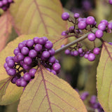 Callicarpa bodinieri Profusion, 50-60 cm inaltime, in ghiveci de 4.5L