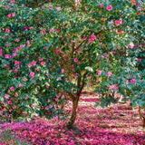 Camellia Mary Williams - VERDENA-40-50 cm inaltime livrat in ghiveci de 3 L