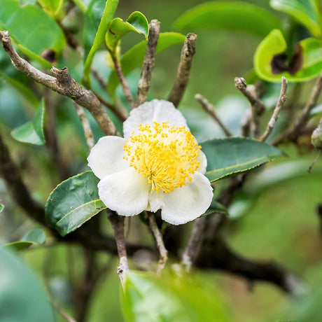 Black Friday - Reduceri Trandafir Japonez Camellia Sinensis Arborele de Ceai Promotie