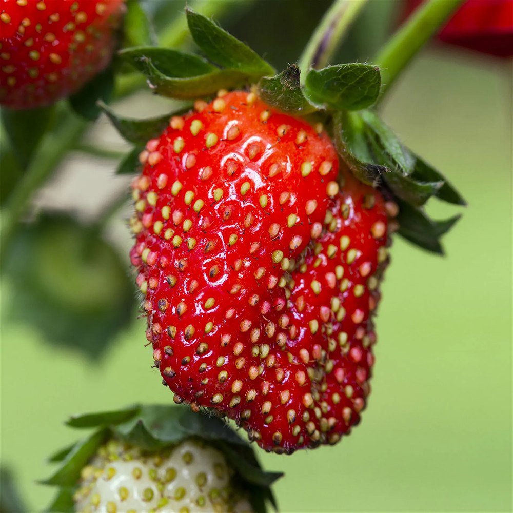 Capsun Remontant Toscana (Fragaria Ananassa), cu fructe dulce-acrisor - VERDENA-20 cm, livrat in ghiveci de 1.3 l