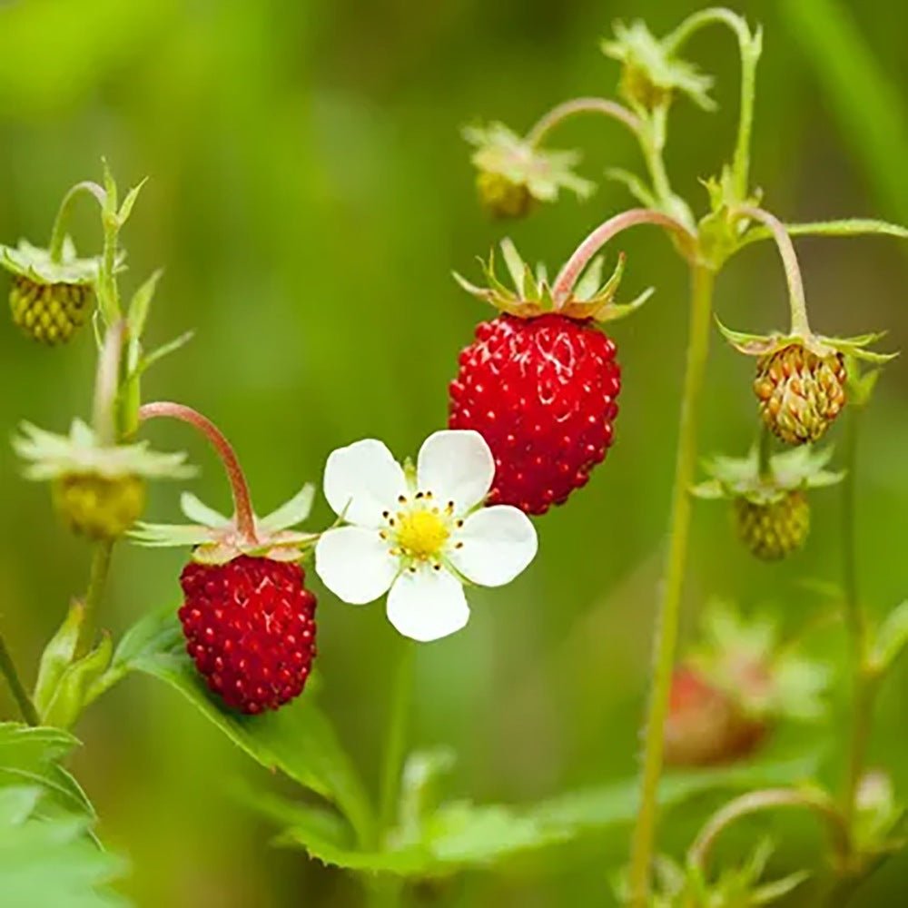 Capsuna de Padure (Fragaria vesca), cu fructe mici dulci - VERDENA-livrat in ghiveci de 0.7 l