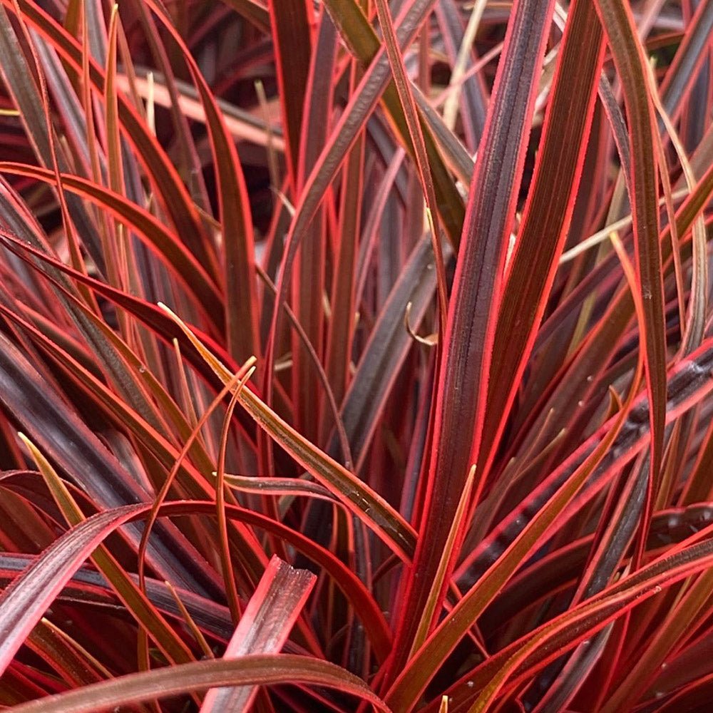 Carex rosu-burgundia Everflame - VERDENA-40-50 cm inaltime, livrat in ghiveci de 4 l