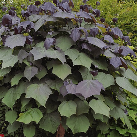 Catalpa Purpurea