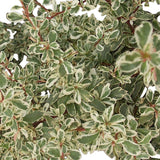 Catina ornamentala pyracantha Sparkler - VERDENA-45 - 50 cm inaltime livrat in ghiveci de 3 L