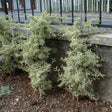 Catina ornamentala pyracantha Sparkler - VERDENA-45 - 50 cm inaltime livrat in ghiveci de 3 L