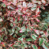 Catina ornamentala pyracantha Sparkler - VERDENA-45 - 50 cm inaltime livrat in ghiveci de 3 L