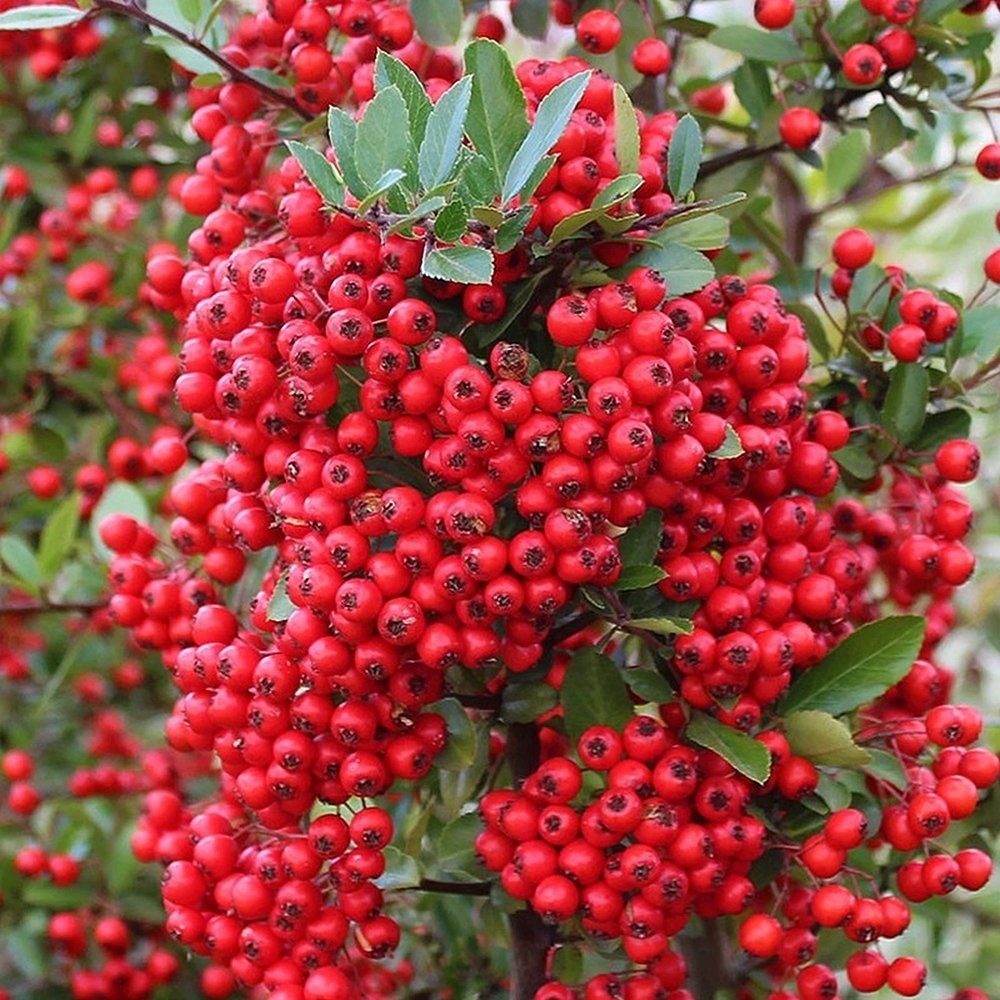 Catina ornamentala (Pyrachanta Red Column) - VERDENA-65 cm inaltime in ghiveci de 2 L