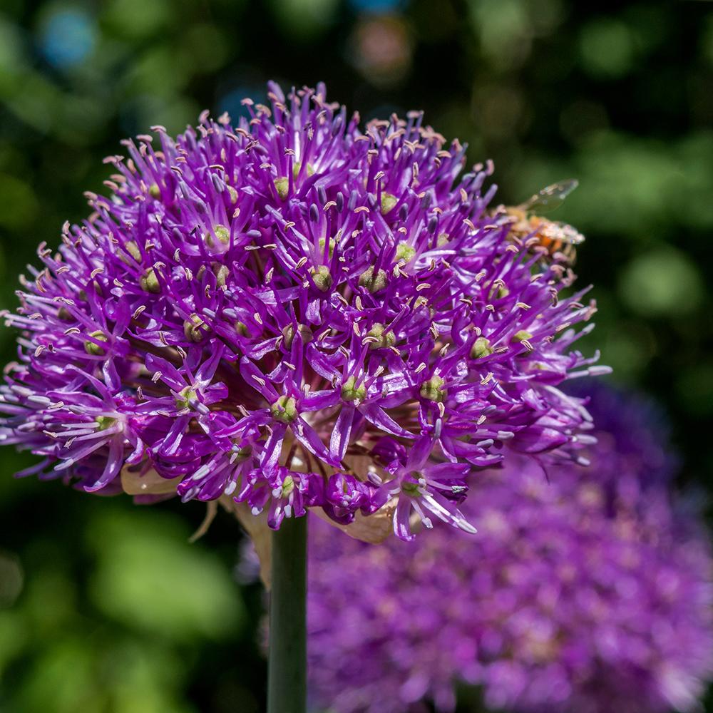 Bulbi Ceapa ornamentala (Allium) Aflatunense (Hollandicum) (5 bucati/pachet), 12-14 cm la livrare