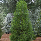 Cedru Japonez ( Cryptomeria ) Kitayama - VERDENA-80-100 cm inaltime livrat in ghiveci de 5 L