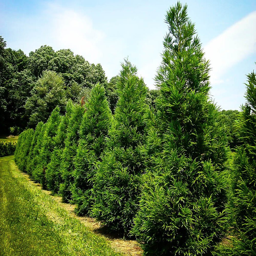 Cedru Japonez ( Cryptomeria ) Kitayama - VERDENA-80-100 cm inaltime livrat in ghiveci de 5 L