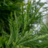 Cedru Japonez ( Cryptomeria ) Kitayama - VERDENA-80-100 cm inaltime livrat in ghiveci de 5 L