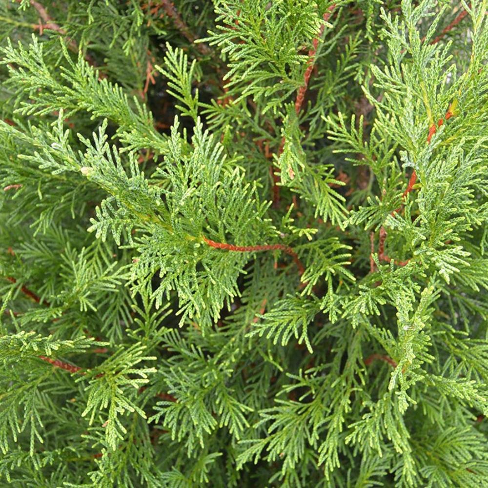 Chiparos leylandii Pyramdialis, 30 cm inaltime, in ghiveci de  L