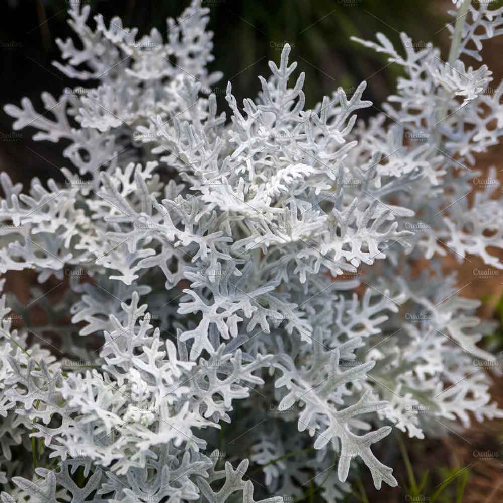 Cineraria maritima Silver Dust (Senecio cineraria) - VERDENA-25 - 30 cm inaltime in ghiveci de 2 L