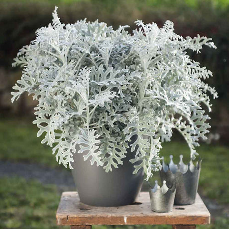 Cineraria Maritima Silver Dust (Senecio Cineraria)